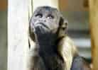 動物図鑑、フサオマキザル